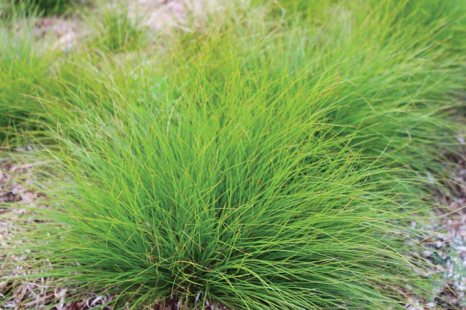 Cedar Sedge Carex planostachys