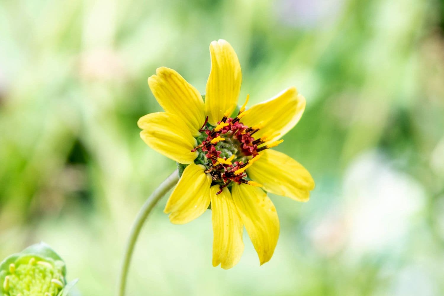 Chocolate Daisy Berlandiera lyrata 